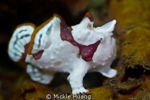Practice fishing
Juvenile Frogfish
Northeast Coast Taiwan by Mickle Huang 